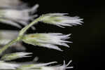 White thoroughwort